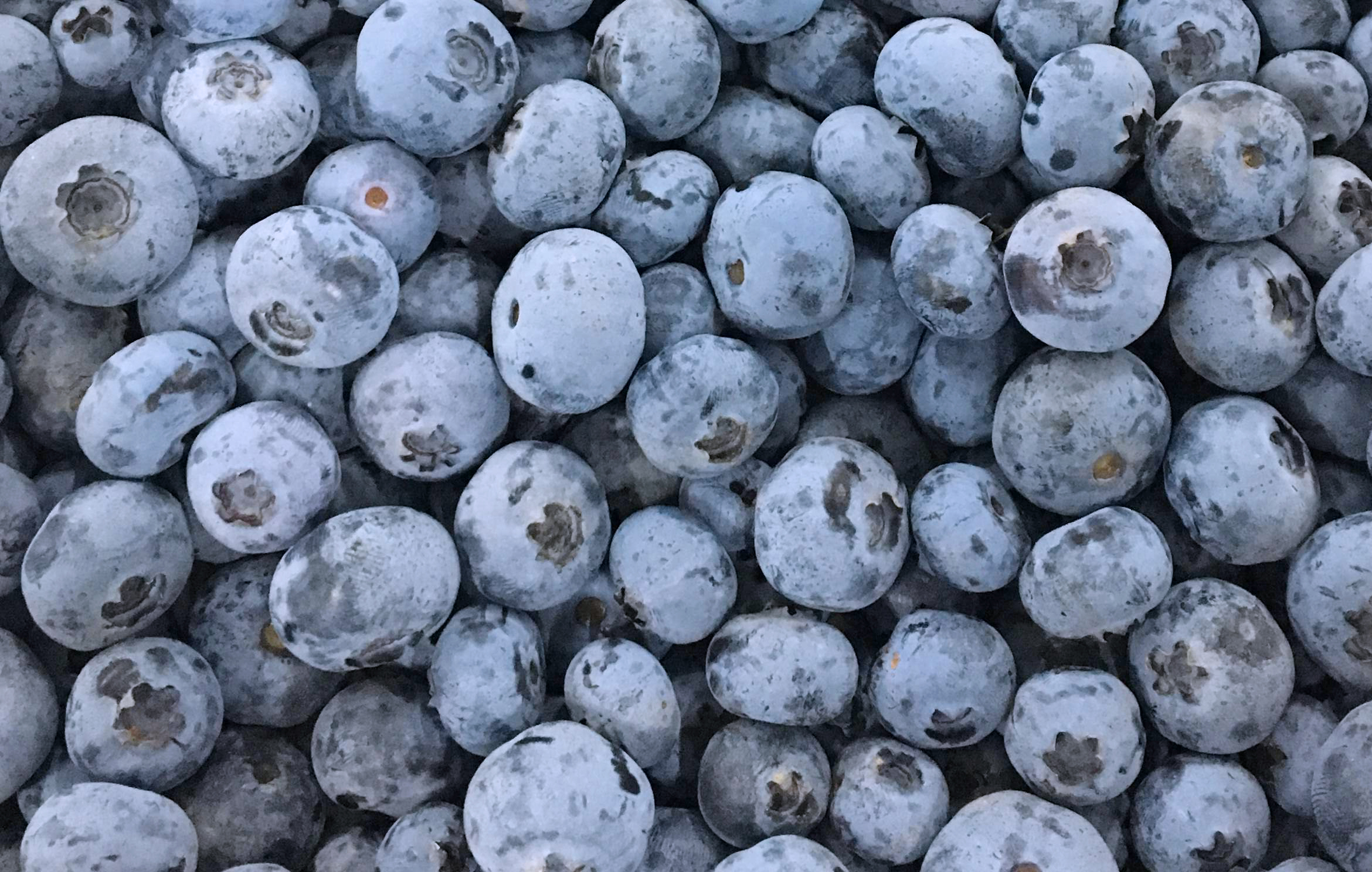 颗颗饱满，个个脆甜的云南高山蓝莓，让你幸福甜蜜“莓”一刻！
